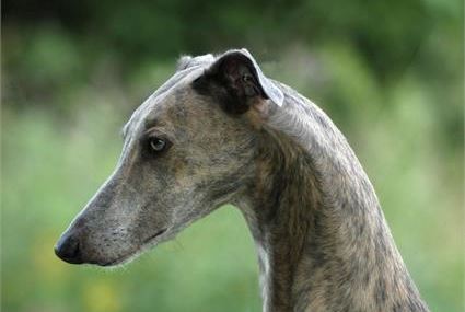 Greyhound - levriero inglese